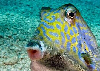 ��Ӱʦ�ĵ�ƤӲ�������� ����������˰���