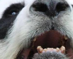 ̩����������è�������� �й��������ɻ���Ű����