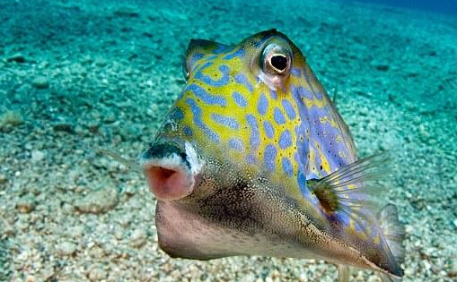 摄影师拍调皮硬鳞鱼美照 嘟嘴卖萌惹人爱”