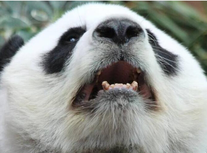 ̩����������è�������� �й��������ɻ���Ű����