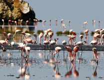 ������������������׶�԰��