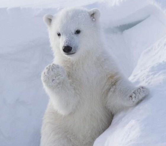 实拍可爱卖萌北极熊 挥手作揖萌翻众人”