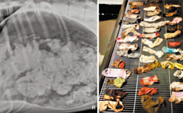 �����Խ���ʮֻ���� θ��X��Ƭ�񽱡�