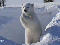 北极熊宝宝拱手作揖萌翻观众”