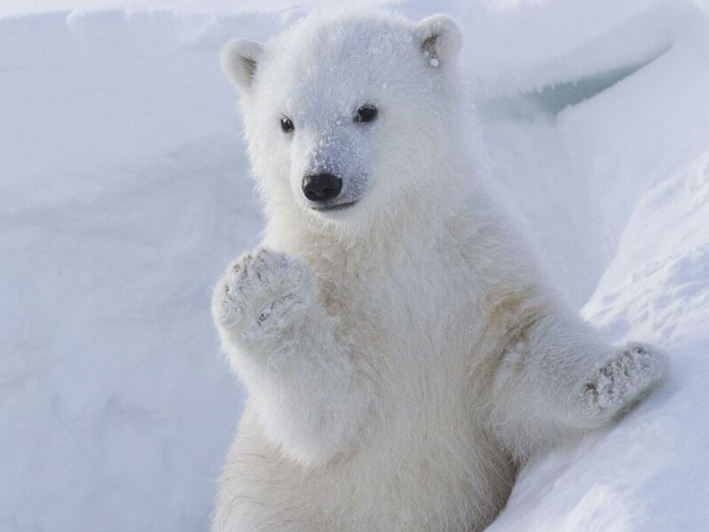 ���ô�԰�����ܱ���������Ҿ�ȷ�����(������ͼ)��