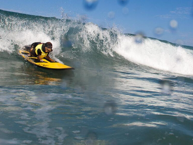 �����ٰ���˹����� �ɰ��ȳ������˾�����������ͼ����