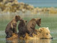 熊妈妈当船载3只熊崽过河滑稽姿态萌化人心(高清组图)”