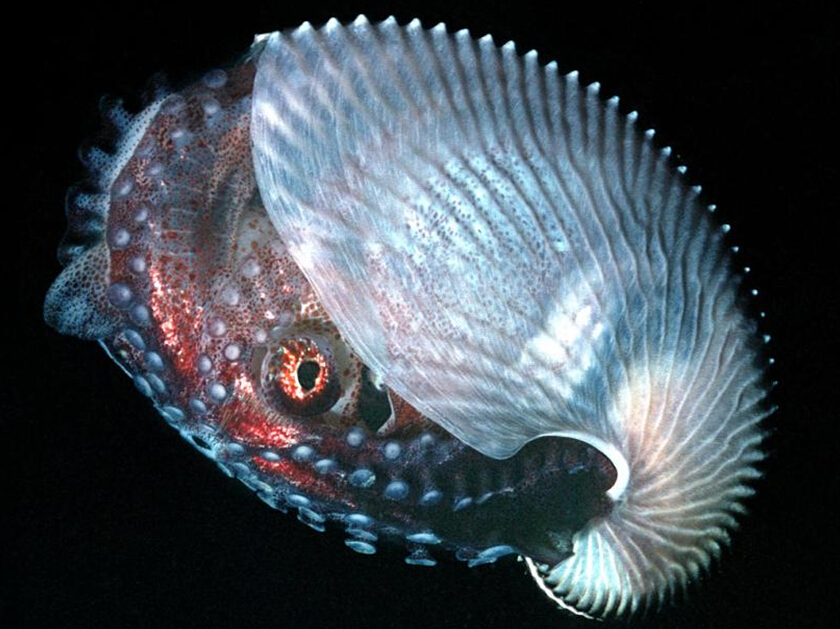 �������͸����������Ӱ��