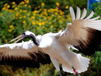 ����ɭ�ֶ���԰���ŷɡ������ס�