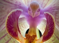 ����ۺ�ɫ������������衱