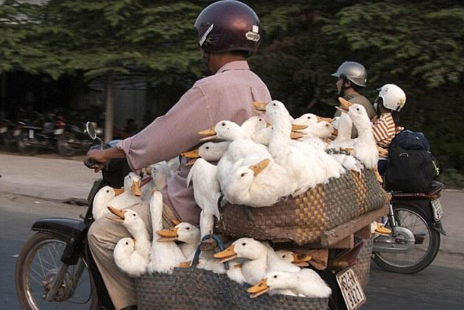 Խ��������Ħ����40ֻ����� ��Ⱥ������һ��Ǳ�ӡ���