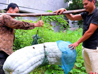 ��������һũ���ֳ�173.5����Ͷ��ϡ�