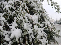 �Ĵ���ԭ���ԭӭ�����������һ��ѩ��