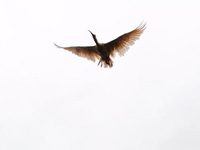 ����ǧ���ŷ�30ֻ���q ּ�ڴٽ���Ⱥ��׳��