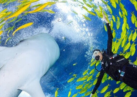 �л�С��ѡ���뾨����ˮ�����ݡ�������δ�ˡ���