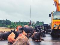 ��ͼ�����ϸ�����ţ���෭ ��ʮͷˮţ��˦����