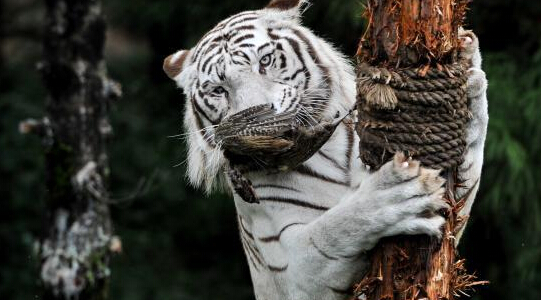 云南野生动物园野化训练白虎”
