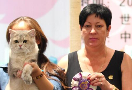 南京举办国际猫展 “喵星人”萌翻全场”