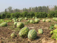 ɽ�����󡰳������ϡ�һ���������52���ϡ�