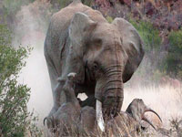 ���ͷ�Ծ����񱩴����Ʒ���Ϭţ��