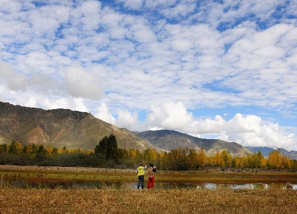 西藏高原秋意渐浓 美不胜收”