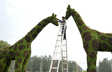 济南巨型绿植长颈鹿“点睛”迎国庆”