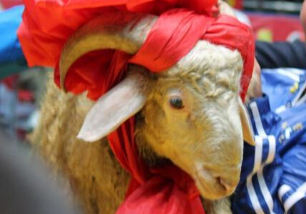 传统摔跤技艺“挠羊赛”获胜者抱羊领奖”