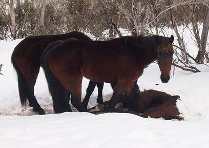 �Ĵ����Ǽ���Ұ����ʳͬ��ʬ�� ����ʳ��(ͼ)��