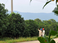 �����������𻨡�΢�ࡱ�����ӳ���