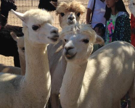 �ɽ�ɽ���������Ӵ������ȡ����ա�