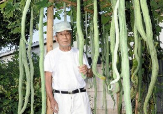 �ձ�һ������ͥԺ���߹� ��״���߳���1��(ͼ)��