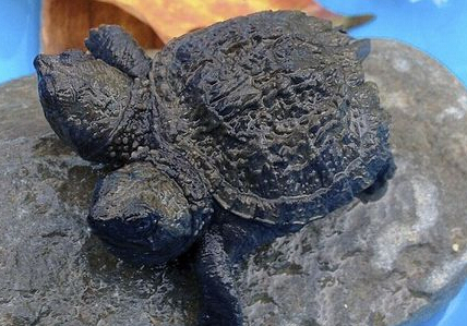 ������Ů���ֺ���˫ͷ�� �뷨��ͬ���ݽ���(ͼ)��