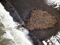 3��5ǧֻ�����ڰ���˹�Ӻ�����ǳ(��ͼ)��