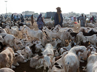 ���ڼӶ�ӭ�������ڡ�