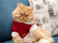 �����䲨˹è�ڳ����ߺ� �����ŭ����"����è"��