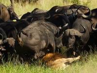 ��ͼ���¶���ʨ����Ⱥˮţ��̤������