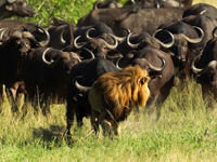 �¶���ʨ����Ⱥˮţ��̤������