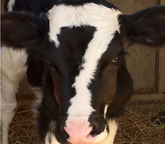 ����С��ţͷ�ϻ��ƿ������֡�7���ߺ����硱