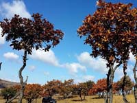 �������й�����ԭ�������ʫ����