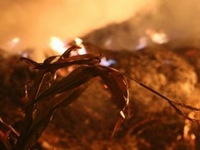 �������ơ��䡰�����ơ� ���������񷿲ݶⱻ�ջ١�