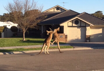 �Ĵ����Ǵ��󵱽�"��Ź" �ڿ�Ծ����߶Է�(������ͼ)��