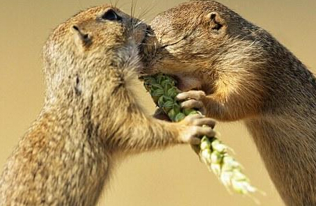 ��Ӱʦץ����ֻ��������ʳ�� �ȷ����ˡ�