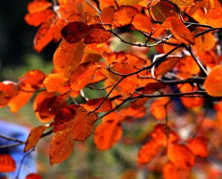 ̫��ɽ��ҶѤ�� ��������ǰ�����