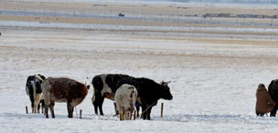 �½�������������ѩ��