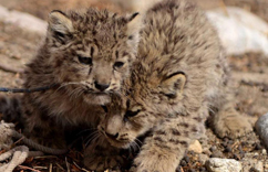 ���ذ����������Ұ��ѩ�����С�