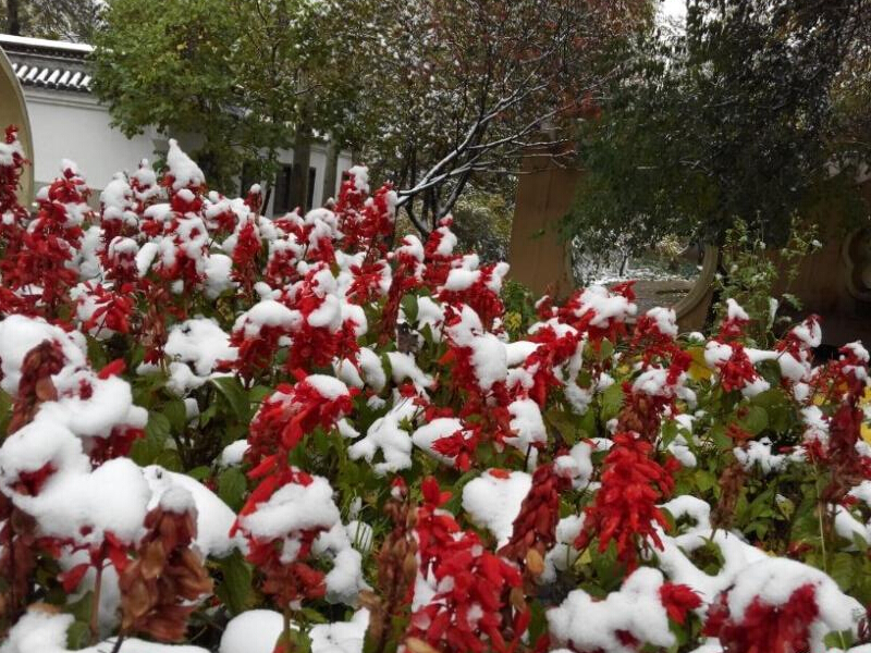 �ຣ����ѩ��������������������