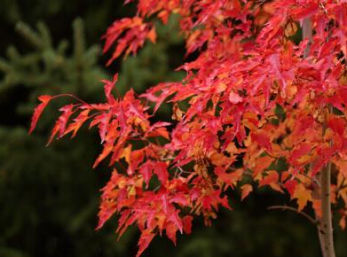 �½����ͺӷ�Ҷ���ƻ�