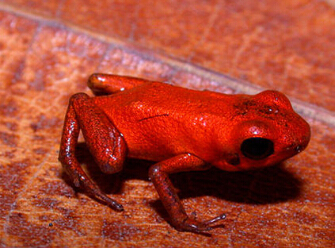 ���������ּ����ܽ��� ȫ���ٺ�ɫ��С��ħ��