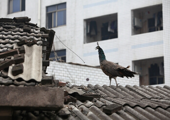 ��Խ�����Ŀ�ȸ�ݶ�ɢ�� ��ץץ��ס��ͼ����