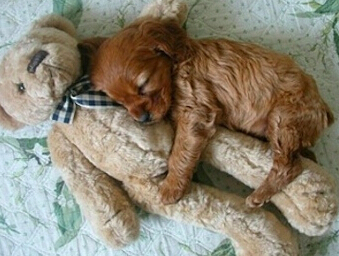 �ɰ���������ż��˯���ա�